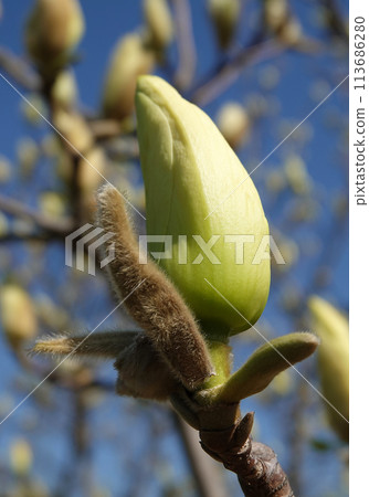 Magnolia officinalis tree with large flowers on the branches during the flowering period in spring 113686280