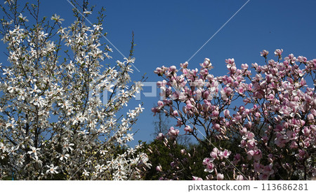 Magnolia tree with large flowers on branches during flowering period in spring 113686281