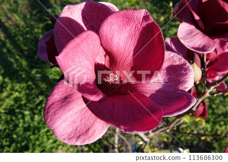 Magnolia lilyflower tree with large burgundy flower buds close-up Magnolia lilyflower tree with large burgundy flower buds close-up 113686300