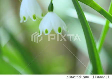 在花園裡的雪花 在花園裡的雪花 113686301