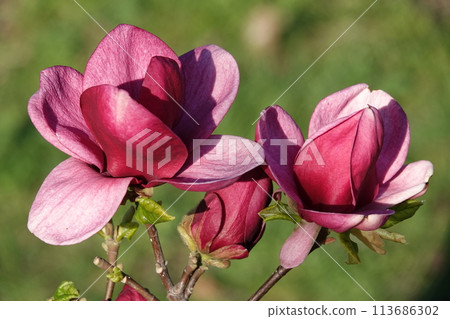 Magnolia lilyflower tree with large burgundy flower buds close-up Magnolia lilyflower tree with large burgundy flower buds close-up 113686302