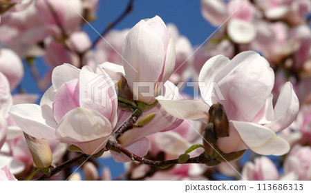 Magnolia lilyflower tree with large burgundy flower buds close-up 113686313
