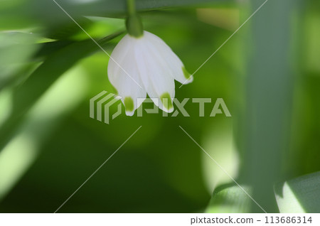 Snowflake in the garden 113686314