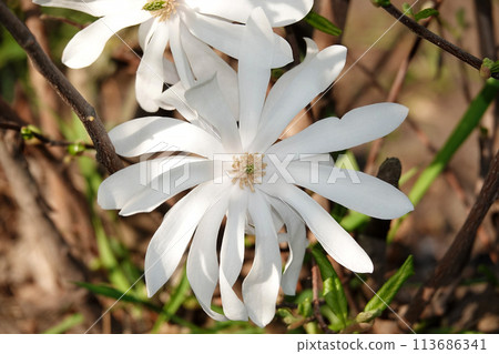 Magnolia stellata flowers emerging from buds in early spring 113686341