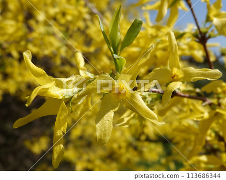 Flowers in early spring shrub Forsythia middle Flowers in early spring shrub Forsythia middle 113686344