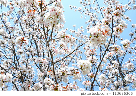 Cherry Blossom	 113686366