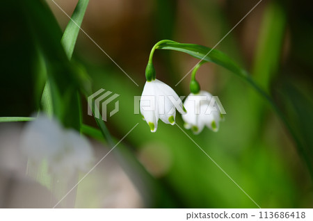 Snowflake in the garden 113686418