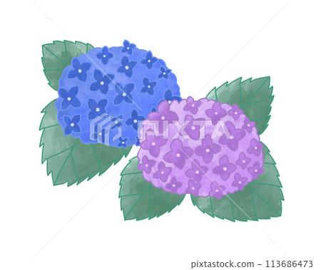 Purple and blue hydrangeas 113686473