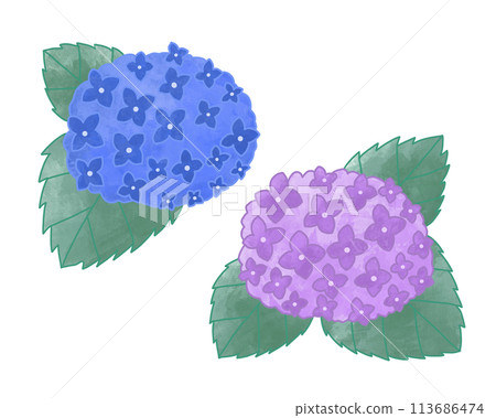 Purple and blue hydrangeas 113686474