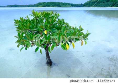 A single Brugui tree in Ura-Kawahira 113686524