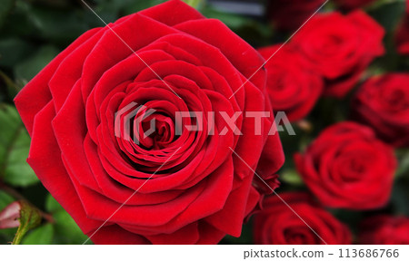 Rose flower close-up is a perennial bush plant of the Rosaceae family, genus Rosehip 113686766