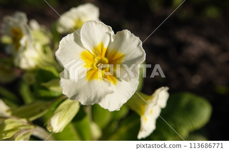 Flowers Primrose or Primrose in city parks Flowers Primrose or Primrose in city parks 113686771