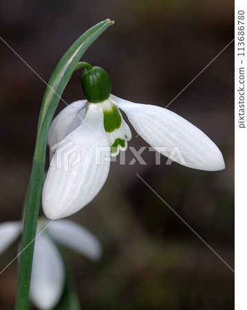 Snowdrop flower or Galanthus or milk flower is a herbaceous perennial plant of the Liliaceae family 113686780
