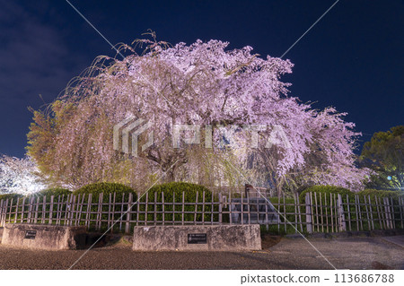 Gion weeping cherry blossoms at midnight in Maruyama Park, Kyoto 113686788
