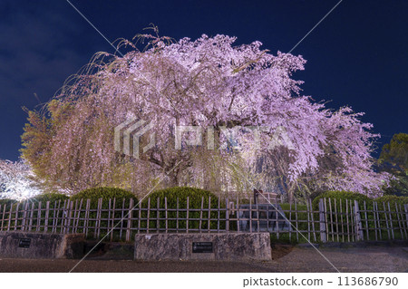 Gion weeping cherry blossoms at midnight in Maruyama Park, Kyoto Gion weeping cherry blossoms at midnight in Maruyama Park, Kyoto 113686790