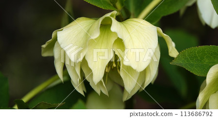 Hellebore flowers close-up on a flowerbed Hellebore flowers close-up on a flowerbed 113686792