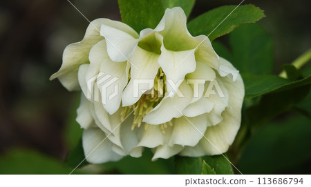 Hellebore flowers close-up on a flowerbed Hellebore flowers close-up on a flowerbed 113686794