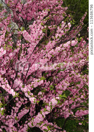 Almond triloba is a flowering plant shrub 113686796