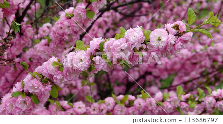Almond triloba is a flowering plant shrub 113686797