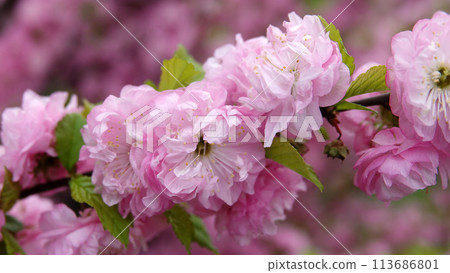 Almond triloba is a flowering plant shrub 113686801