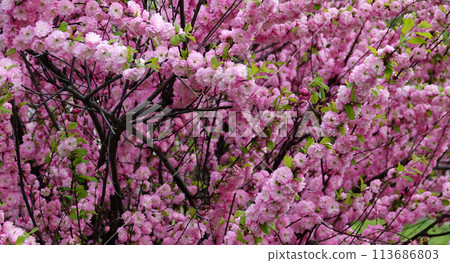 Almond triloba is a flowering plant shrub Almond triloba is a flowering plant shrub 113686803