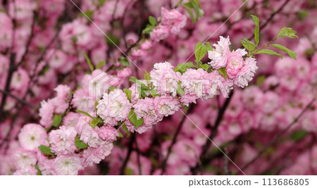 Almond triloba is a flowering plant shrub 113686805