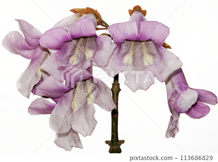 Paulownia tomentosa or imperial tree blooms with lilac flowers during the flowering period Paulownia tomentosa or imperial tree blooms with lilac flowers during the flowering period 113686829
