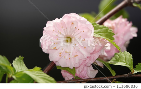 Almond triloba is a flowering plant shrub Almond triloba is a flowering plant shrub 113686836