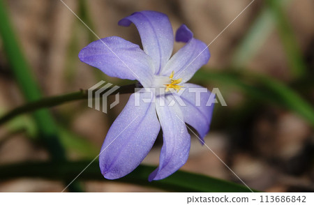 Chionodoxa sichaea blooming in spring with a very delicate flower 113686842