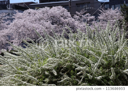 以盛開的白色結城柳為焦點,模糊背景的櫻花而拍攝的風景。 以盛開的白色結城柳為焦點,模糊背景的櫻花而拍攝的風景。 113686933
