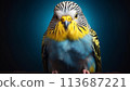 portrait of a cute budgie 113687221