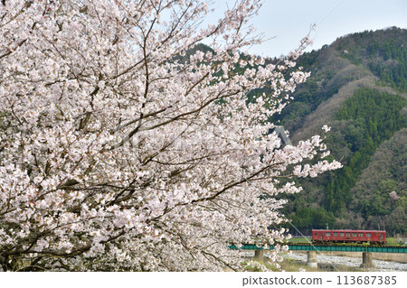 Cherry blossoms and the Wakasa Railway's "Yatsuka" train crossing the Dai-ni-hachi Higashikawa River Cherry blossoms and the Wakasa Railway's "Yatsuka" train crossing the Dai-ni-hachi Higashikawa River 113687385