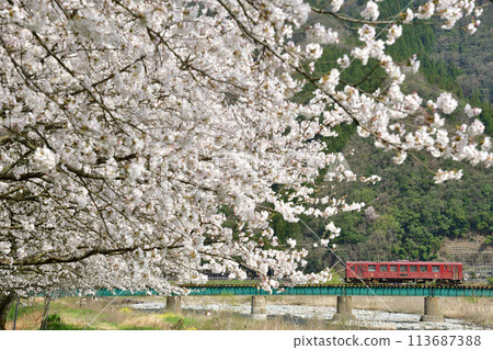 Cherry blossoms and the Wakasa Railway's "Yatsuka" train crossing the Dai-ni-hachi Higashikawa River 113687388