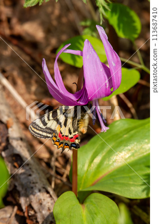 Falcon Fable Falcon Fable 113687410