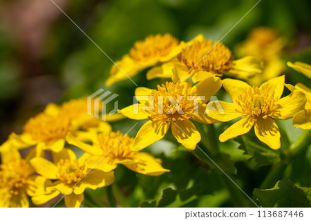 Ezono Ryukyuka 113687446