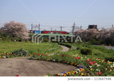 An EH500 electric locomotive running on a bridge over the Motoarakawa River in Hasuda City, Saitama Prefecture, and flowers blooming in the surrounding park An EH500 electric locomotive running on a bridge over the Motoarakawa River in Hasuda City, Saitama Prefecture, and flowers blooming in the surrounding park 113687496