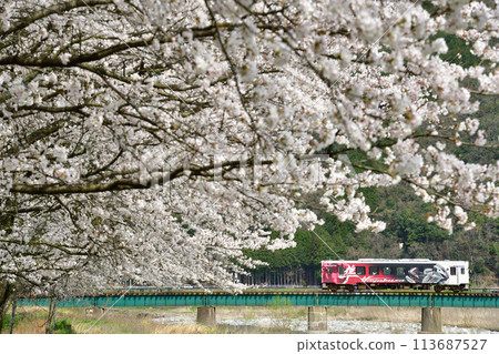 若狹鐵道的「隼包裹號」車輛穿越櫻花和大二葉東川大橋 113687527