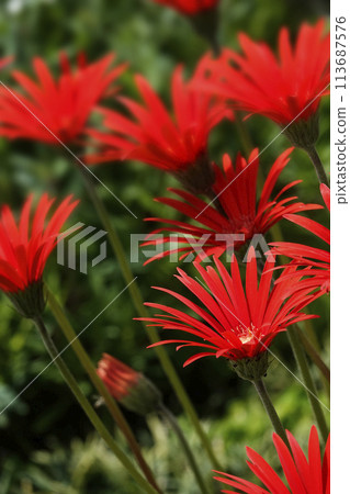 Spring April Gerbera red flower 113687576