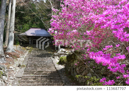 紫杜鵑花和新福院 紫杜鵑花和新福院 113687707