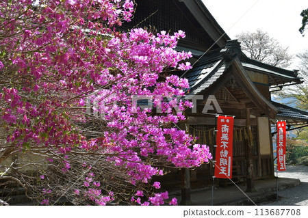 Purple azalea and Shinpuku-in Temple 113687708