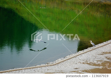 Grey heron in the salt pond 113687919