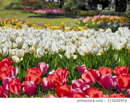 Tulip Symbol Promenade Park Tulip Symbol Promenade Park 113688958