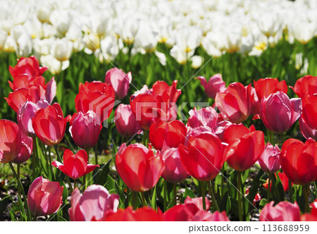 Tulip Symbol Promenade Park Tulip Symbol Promenade Park 113688959