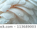 Blurred texture of white feathers with rain drops. Background of lightness and purity 113689003