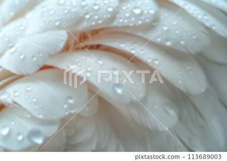 Blurred texture of white feathers with rain drops. Background of lightness and purity Blurred texture of white feathers with rain drops. Background of lightness and purity 113689003