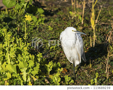 小白鷺與油菜花 113689239