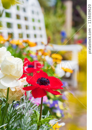 Spring at Hisaya Odori Garden Floralie, flowers in full bloom (Nagoya, Aichi Prefecture) Spring at Hisaya Odori Garden Floralie, flowers in full bloom (Nagoya, Aichi Prefecture) 113689620