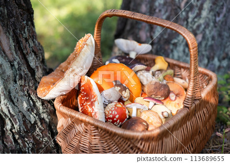 Different mushrooms in basket near old pine trees Different mushrooms in basket near old pine trees 113689655