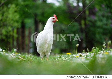 Free range white chicken leghorn breed in summer garden 113689679