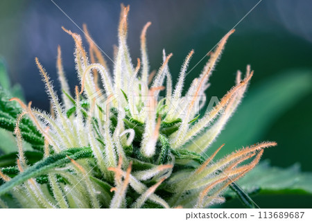 Hairy trichomes of flowering cannabis indica sativa bud Hairy trichomes of flowering cannabis indica sativa bud 113689687
